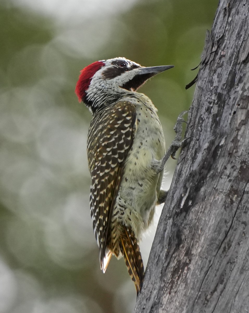 Bennett's Woodpecker - ML621106008