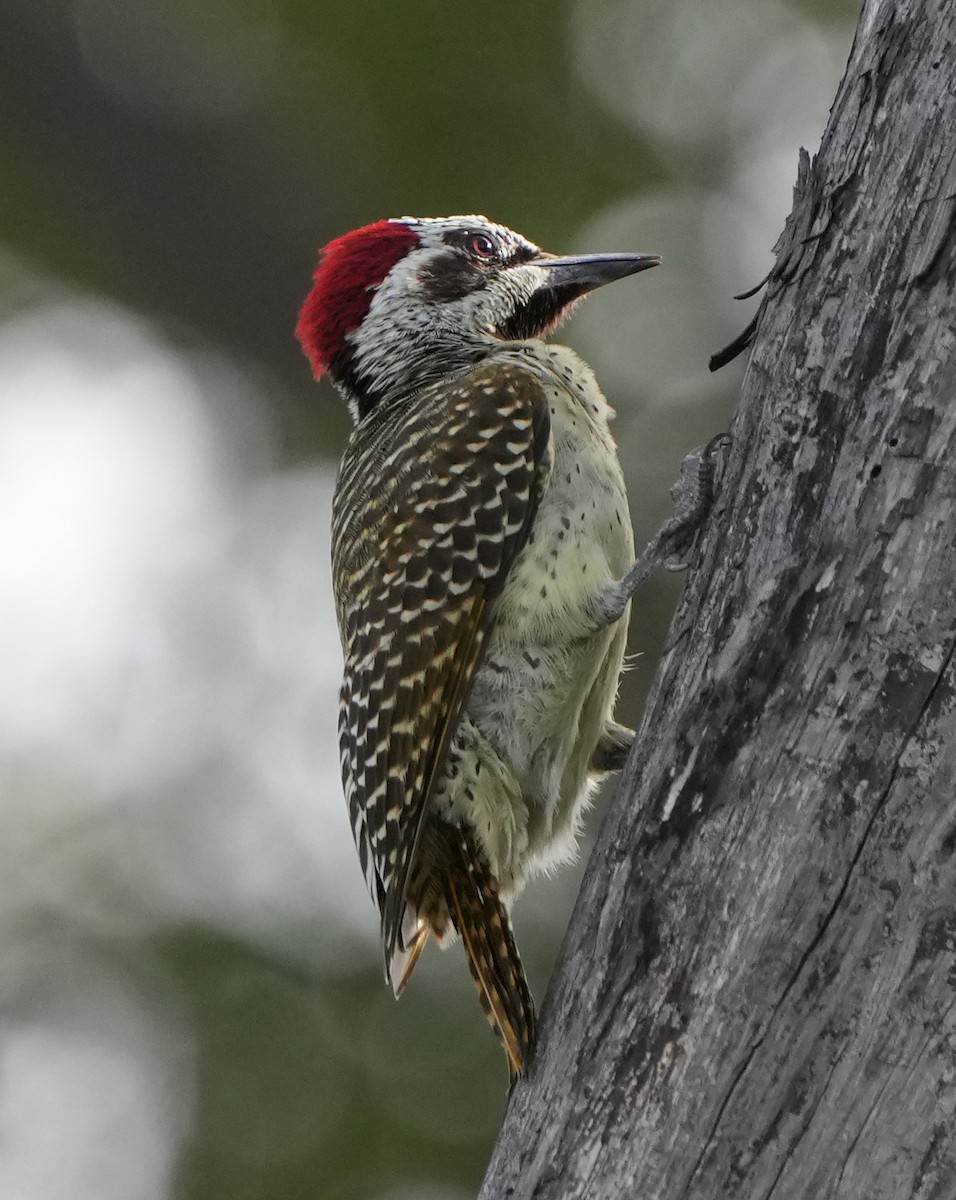 Bennett's Woodpecker - ML621106017