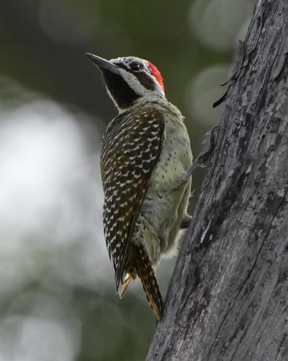 Bennett's Woodpecker - ML621106022