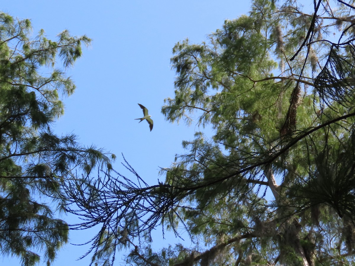 Swallow-tailed Kite - ML621106026