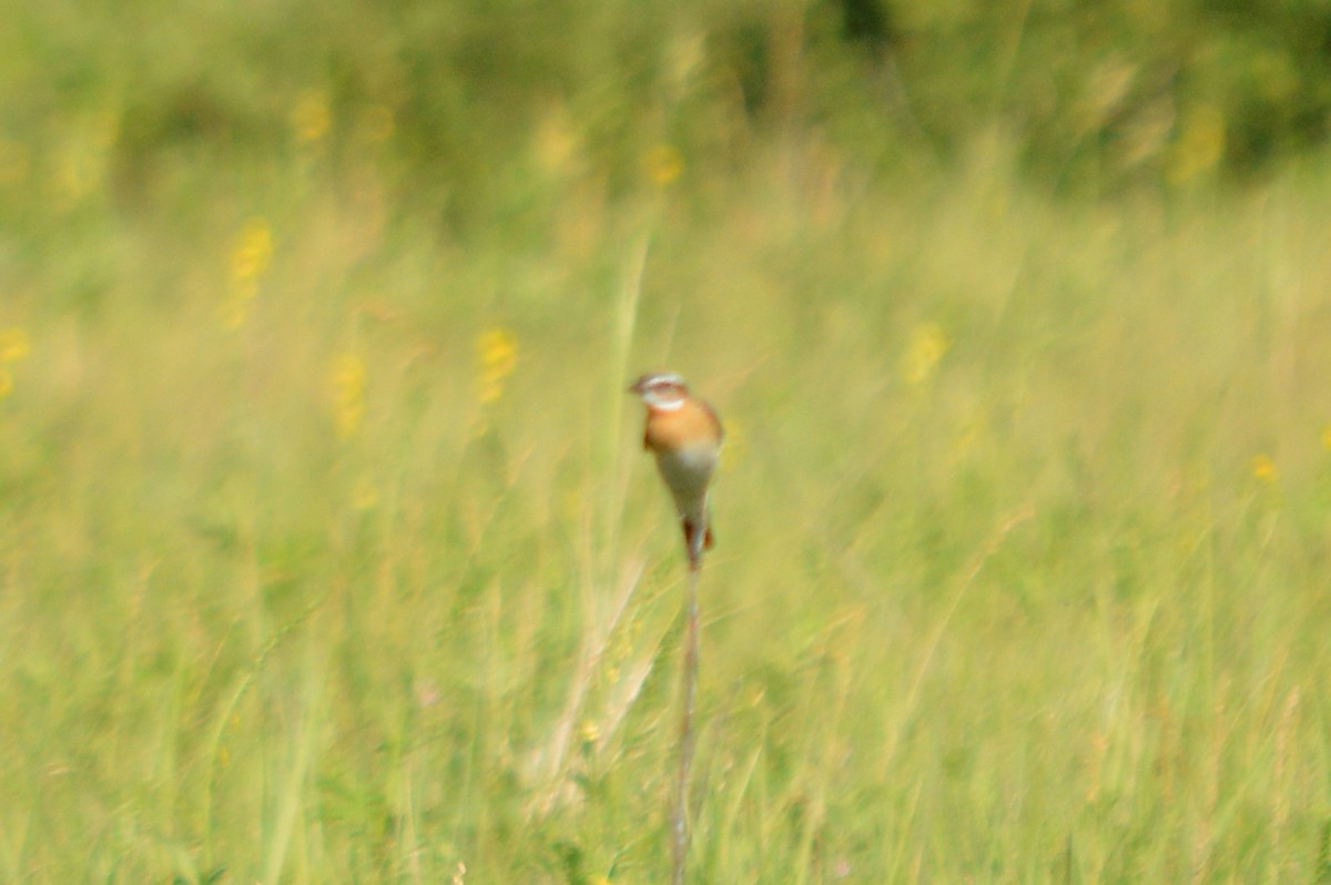 Whinchat - ML621106100