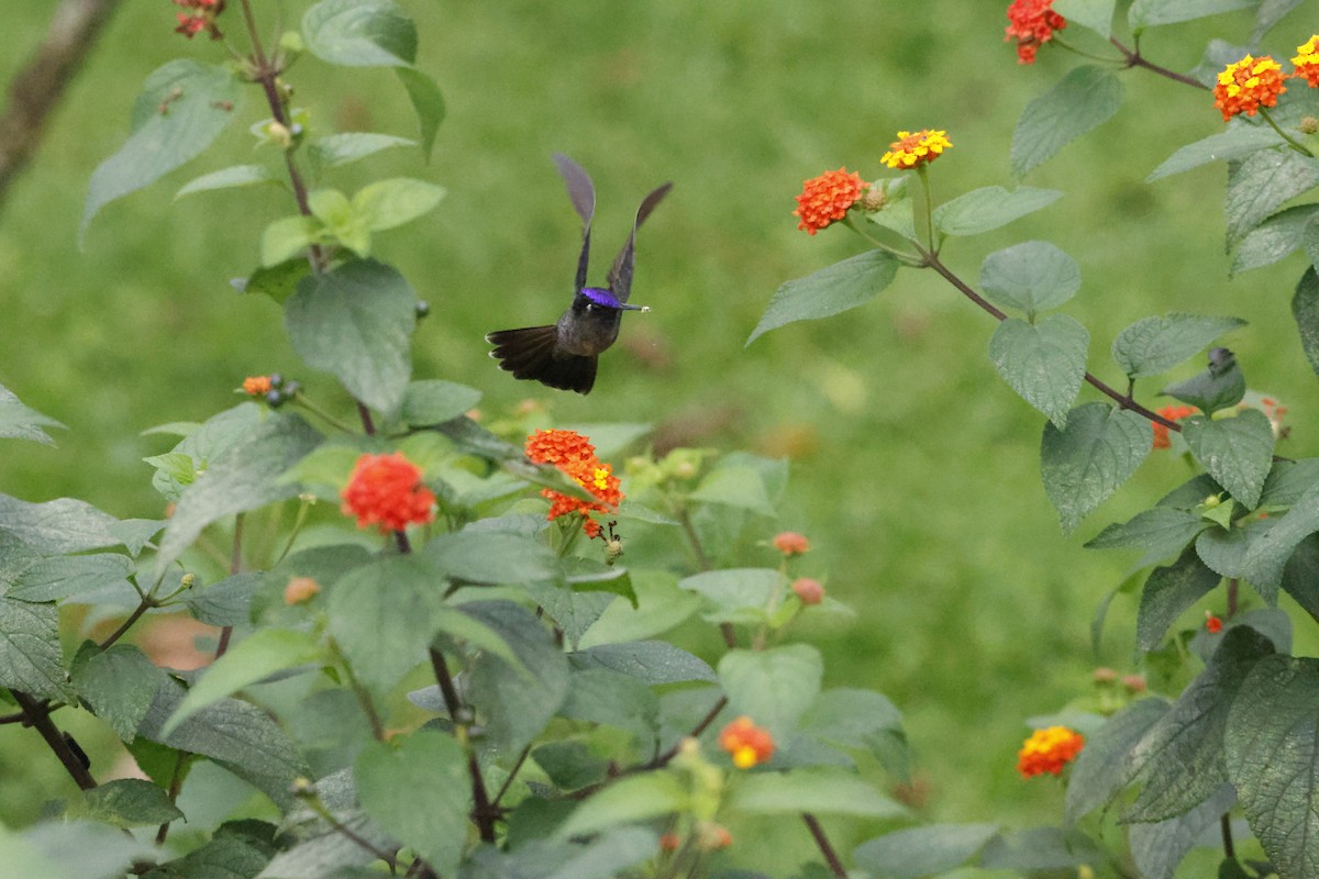 Violet-headed Hummingbird - ML621106104