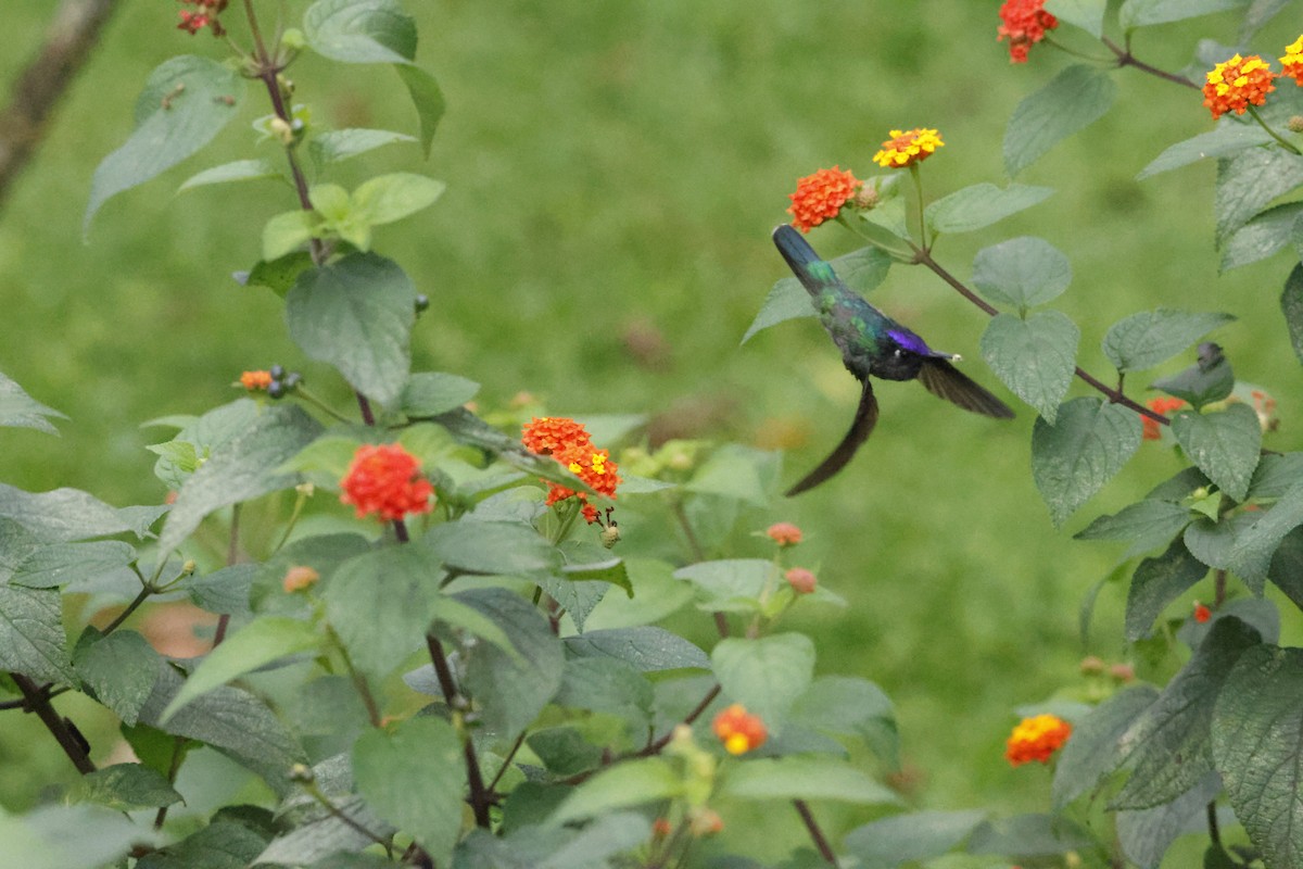 Violet-headed Hummingbird - ML621106105