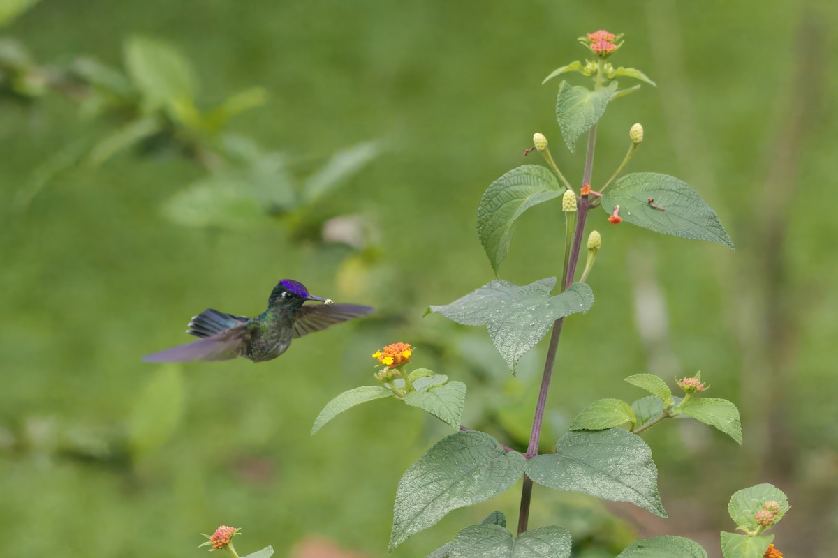Violet-headed Hummingbird - ML621106106