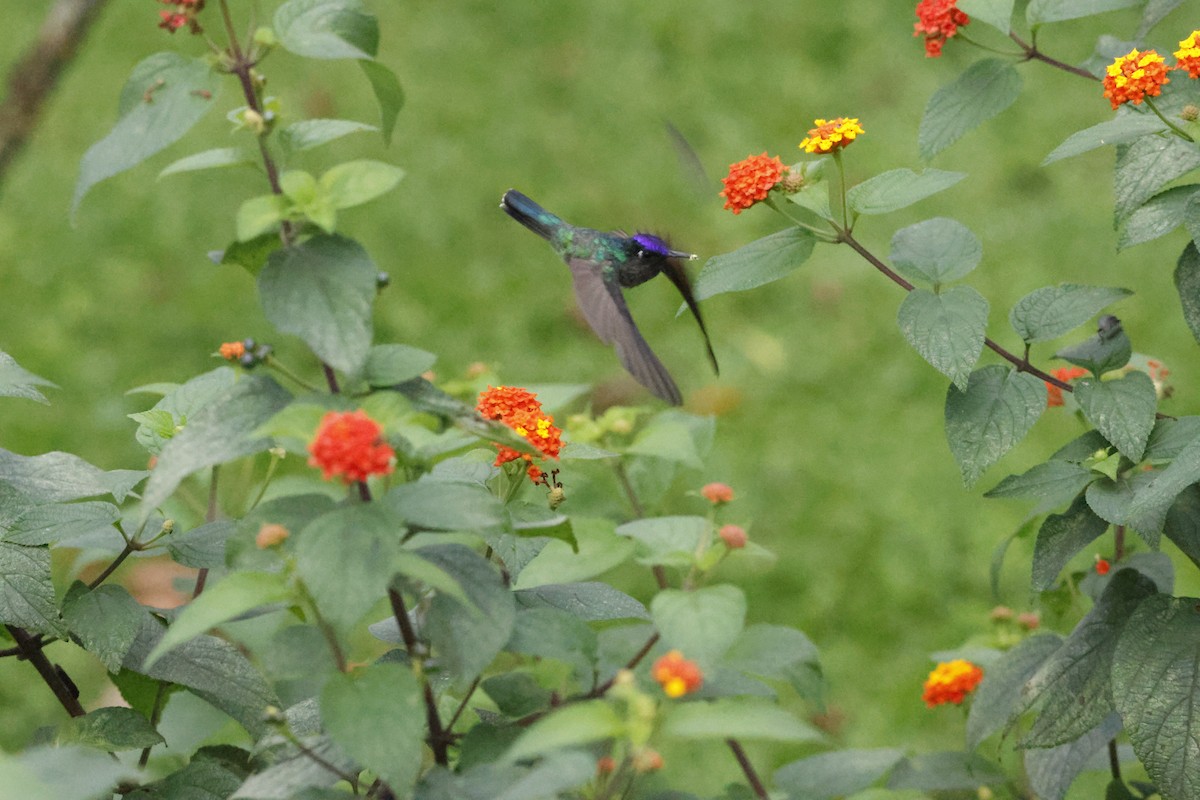 Violet-headed Hummingbird - ML621106107