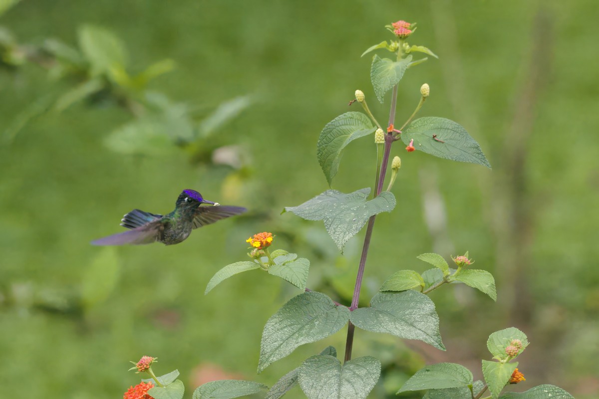 Violet-headed Hummingbird - ML621106108