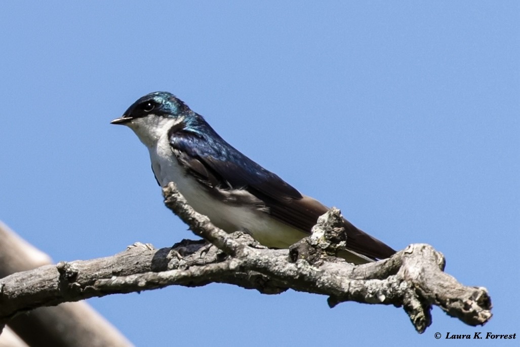 Tree Swallow - Laura Forrest