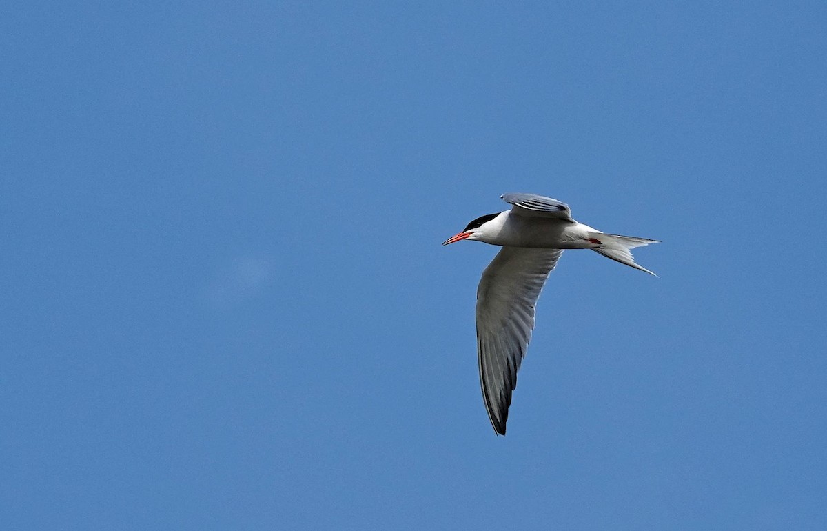 Common Tern - ML621106157