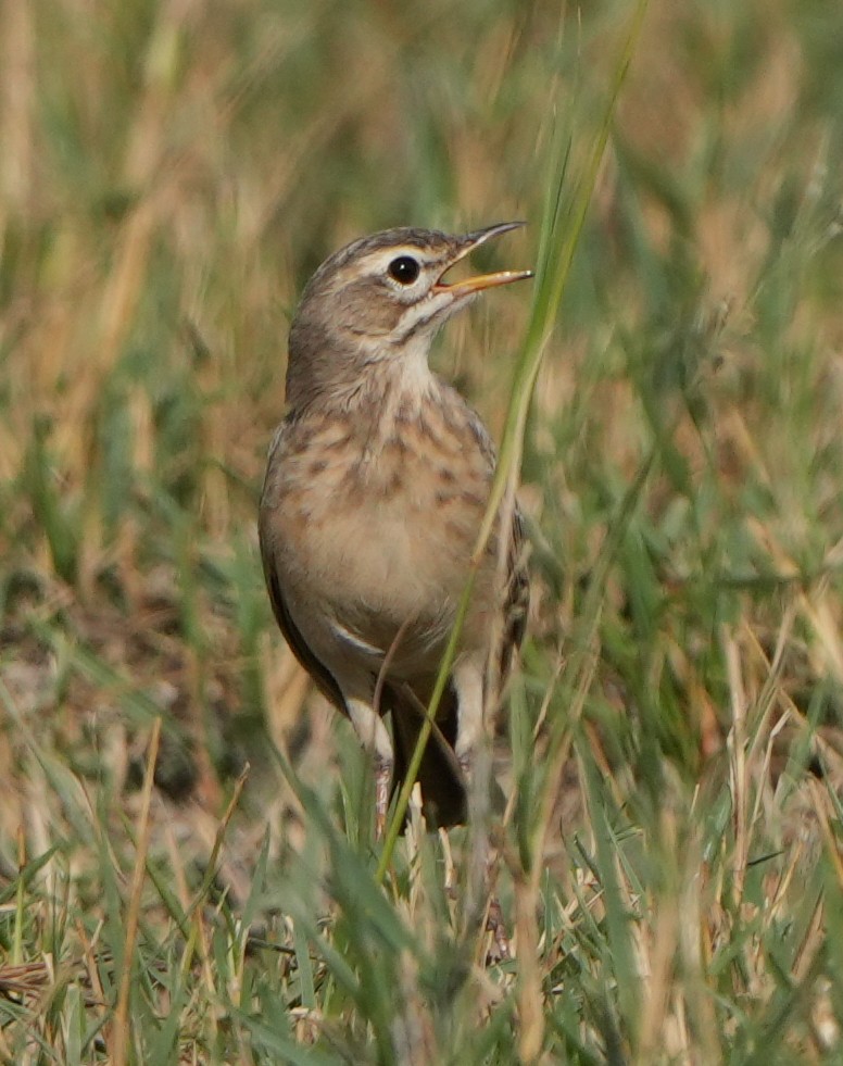 Plain-backed Pipit - Roman Suffner