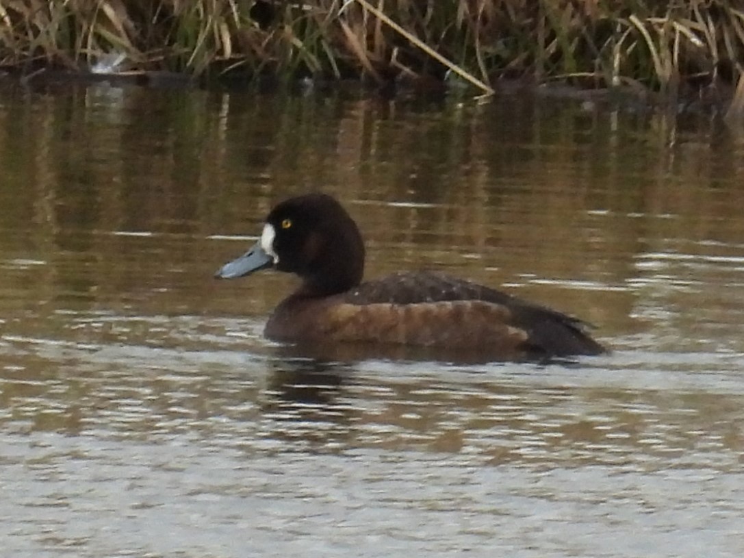 Tufted Duck - ML621106244