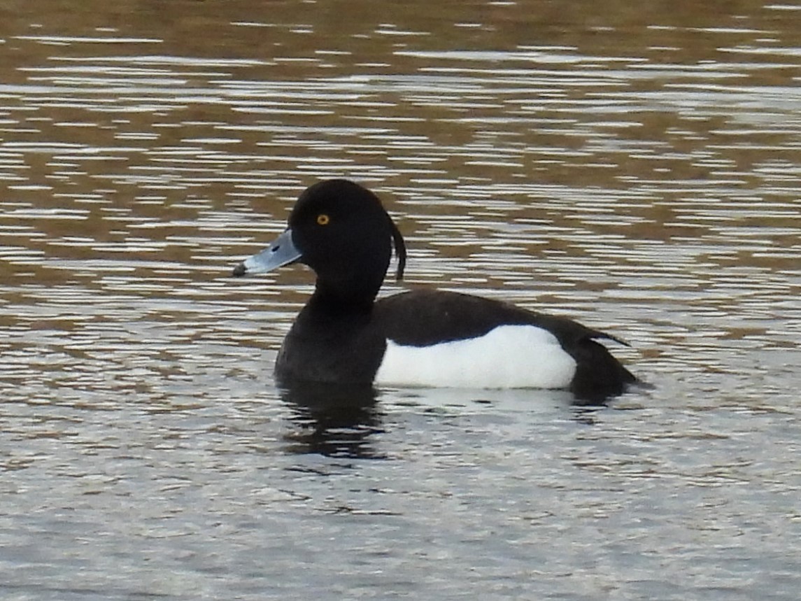 Tufted Duck - ML621106245