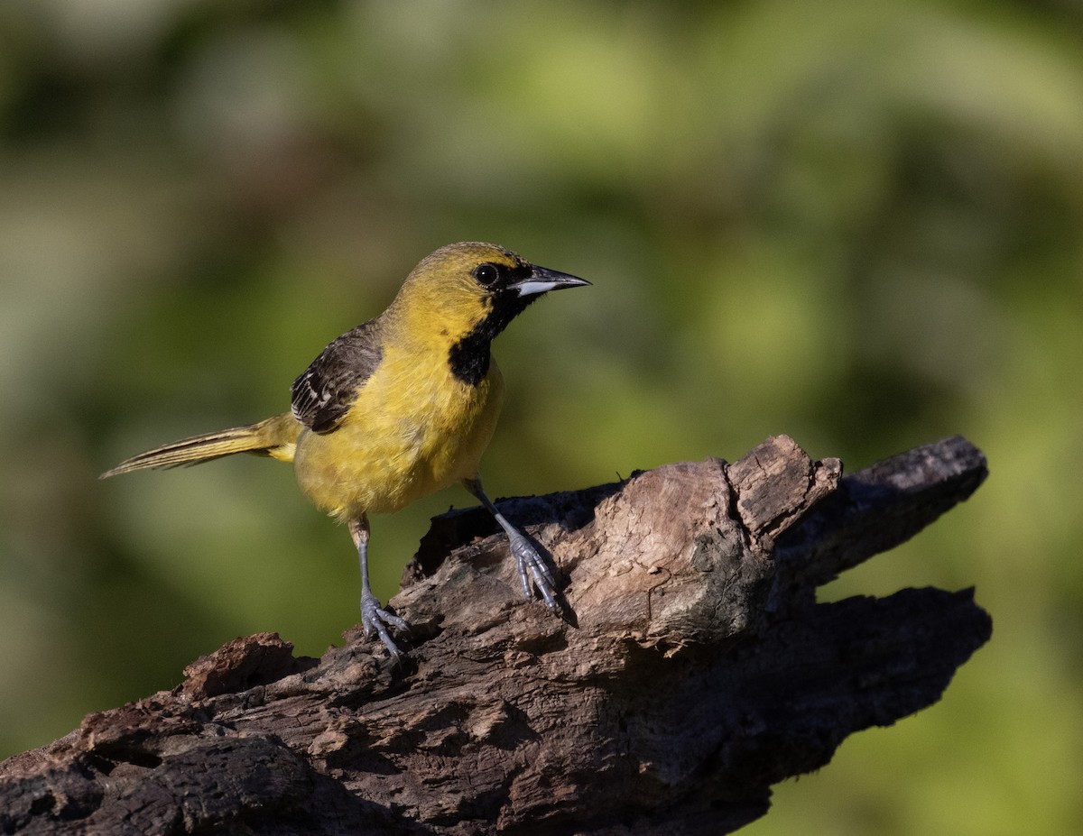 Orchard Oriole - ML621106256