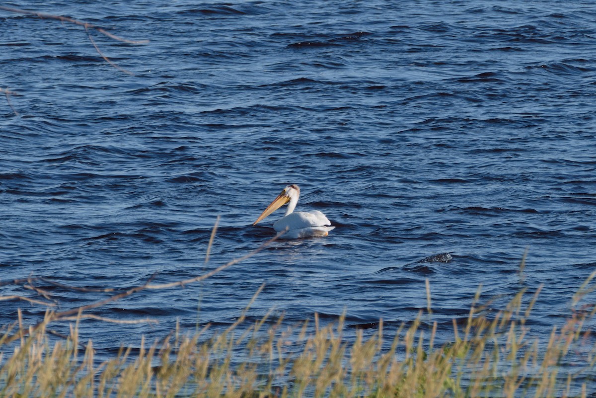 pelikán severoamerický - ML621106268