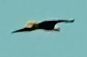 Bald Eagle - ML621106310