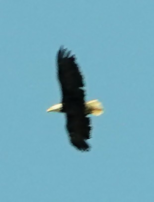 Bald Eagle - ML621106312