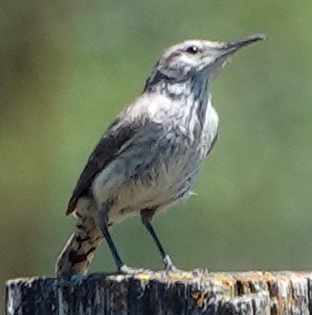 Rock Wren - ML621106322