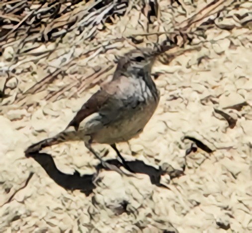 Rock Wren - ML621106323