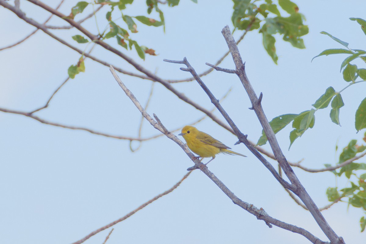 Yellow Warbler - ML621106332