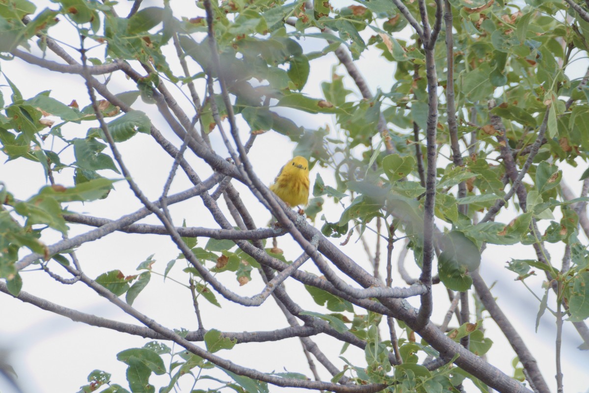Yellow Warbler - ML621106333
