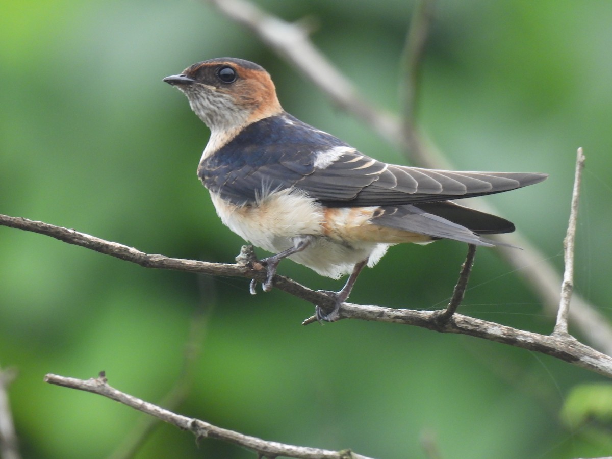 Red-rumped Swallow - Swansy Afonso