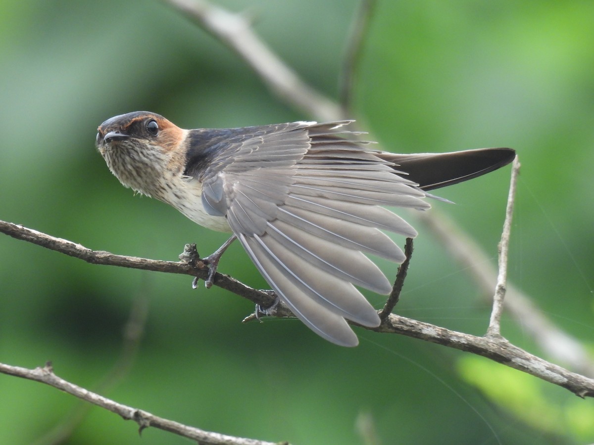 Red-rumped Swallow - ML621106336