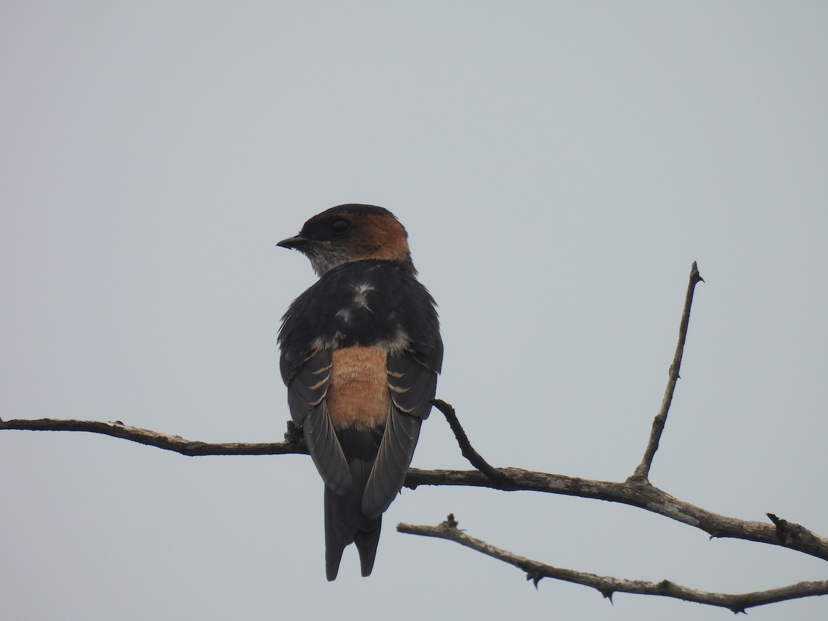 Red-rumped Swallow - ML621106337