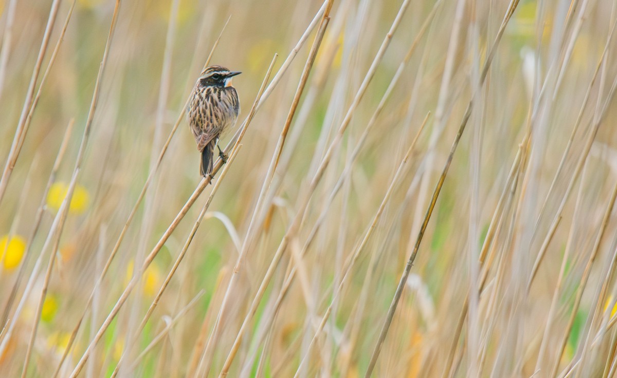 Whinchat - ML621106340