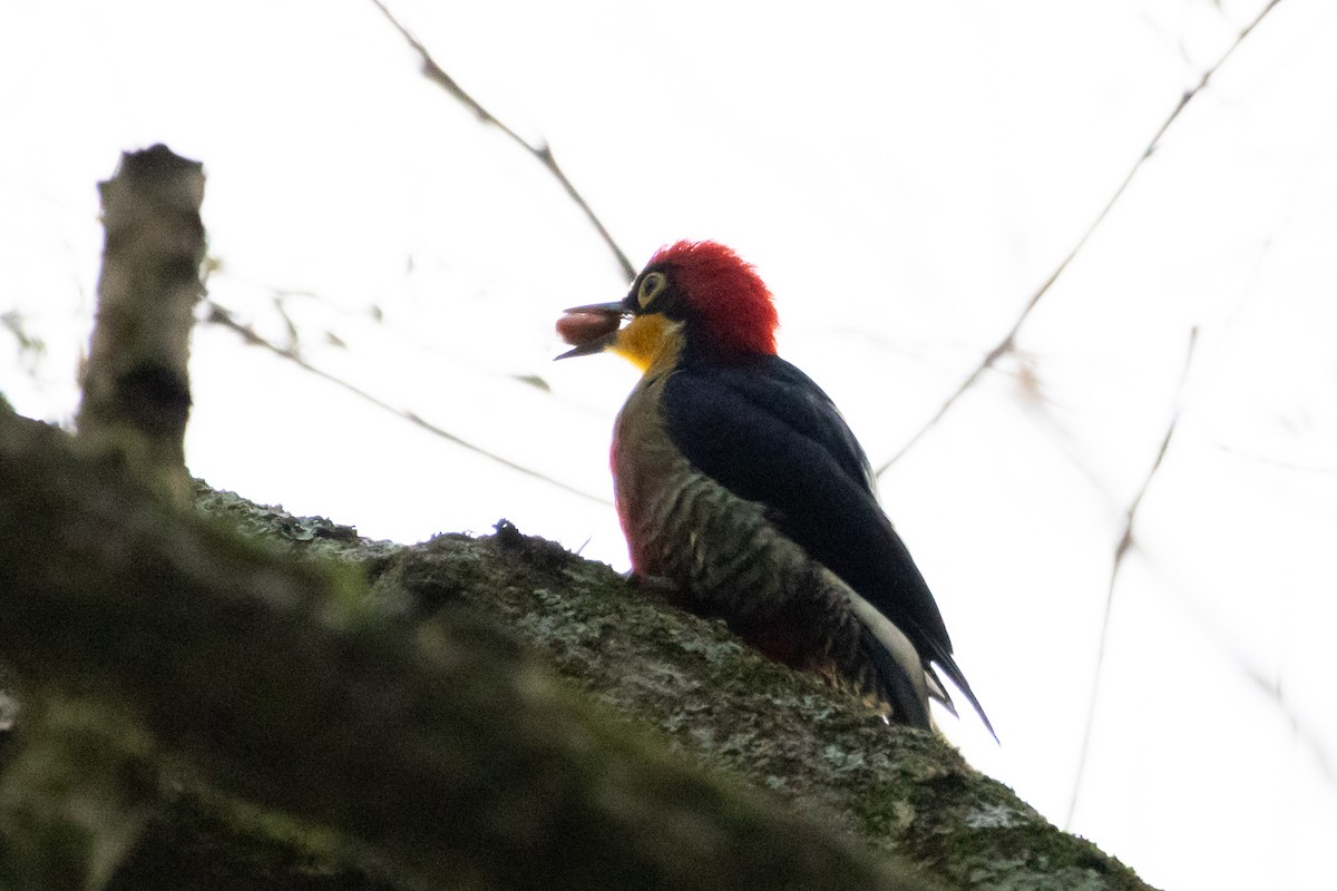 Yellow-fronted Woodpecker - ML621106394
