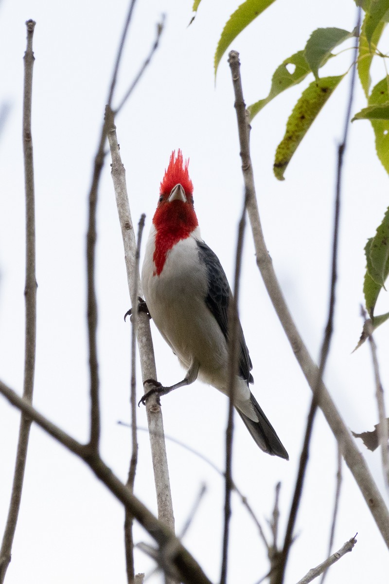 Red-crested Cardinal - ML621106397