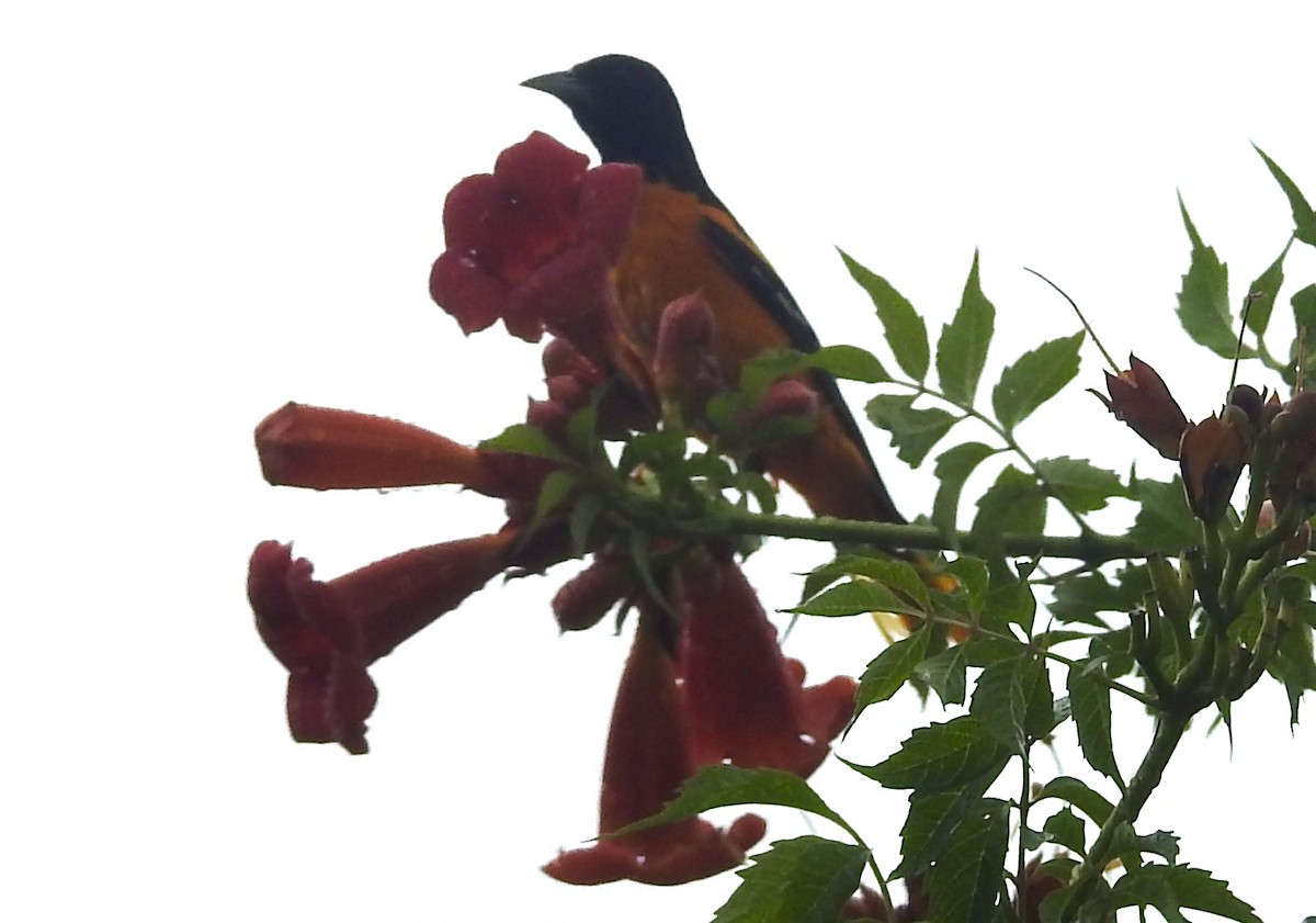 Baltimore Oriole - ML621106449