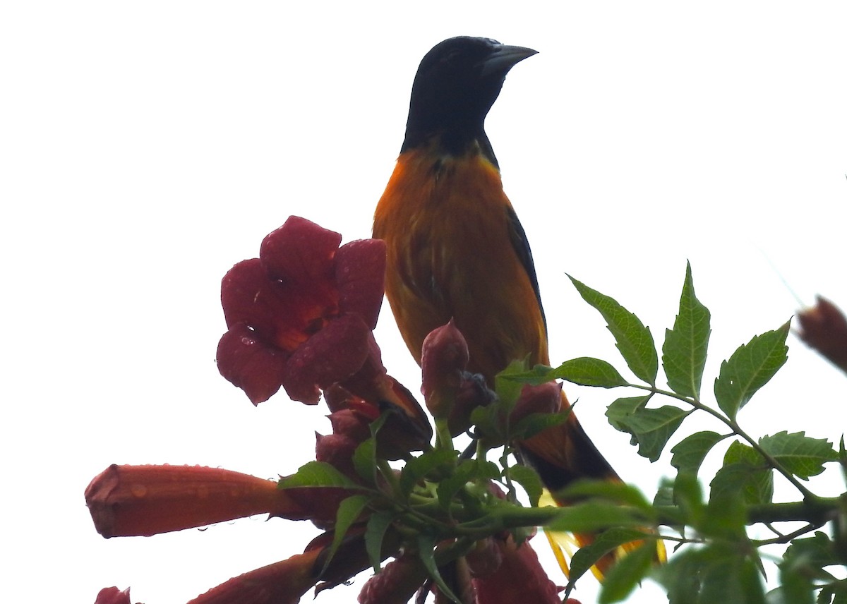 Baltimore Oriole - ML621106450