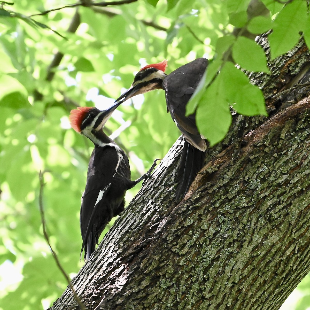 Pileated Woodpecker - Mike Saccone