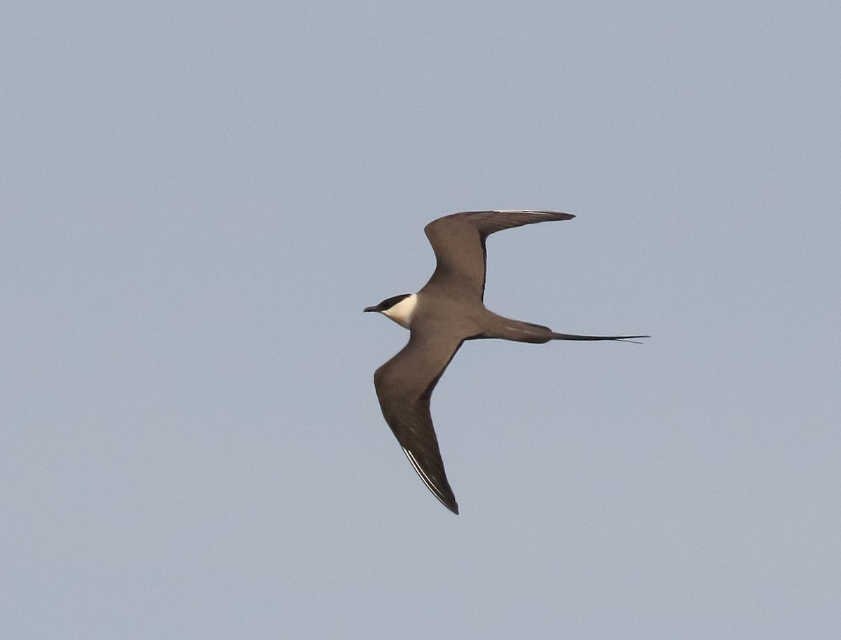 Long-tailed Jaeger - ML621106468