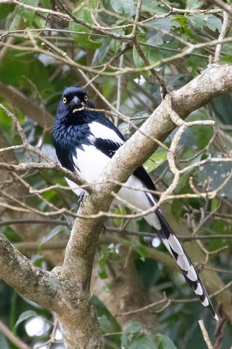Magpie Tanager - ML621106476