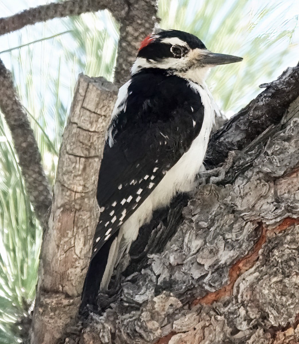 Hairy Woodpecker - ML621106484
