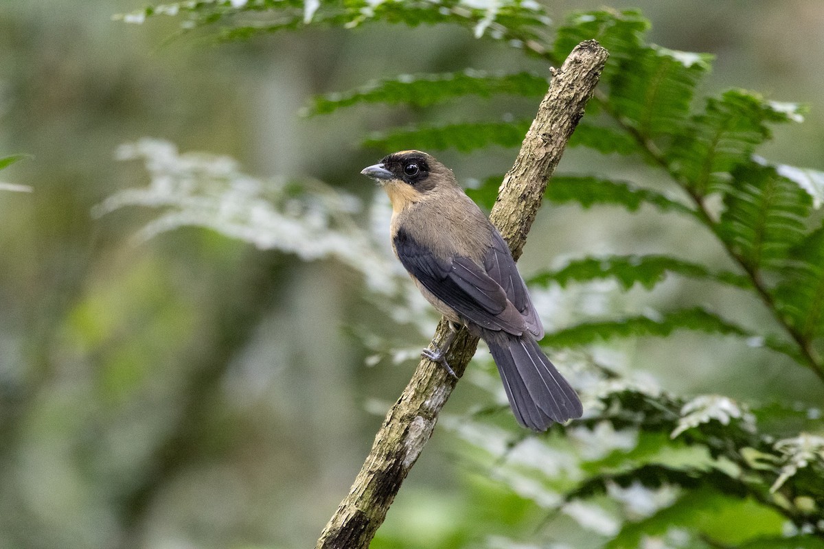 Black-goggled Tanager - ML621106487