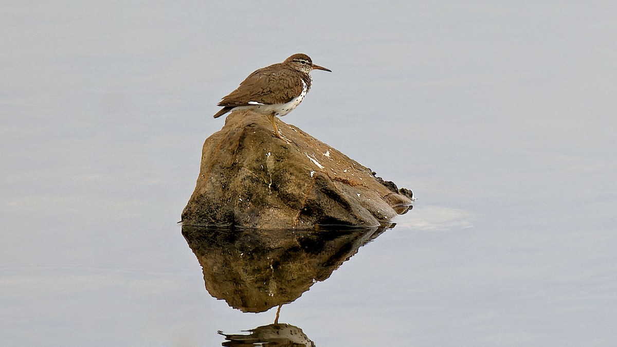 Spotted Sandpiper - ML621106501