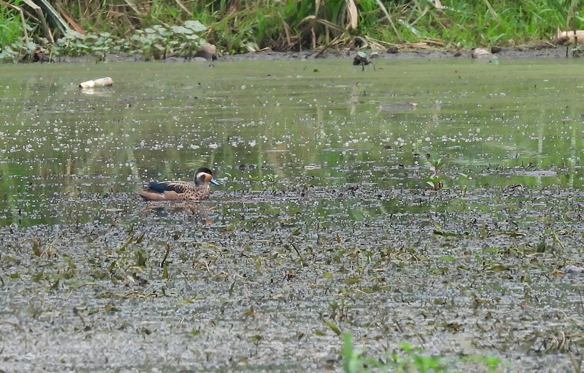 Blue-billed Teal - ML621106526