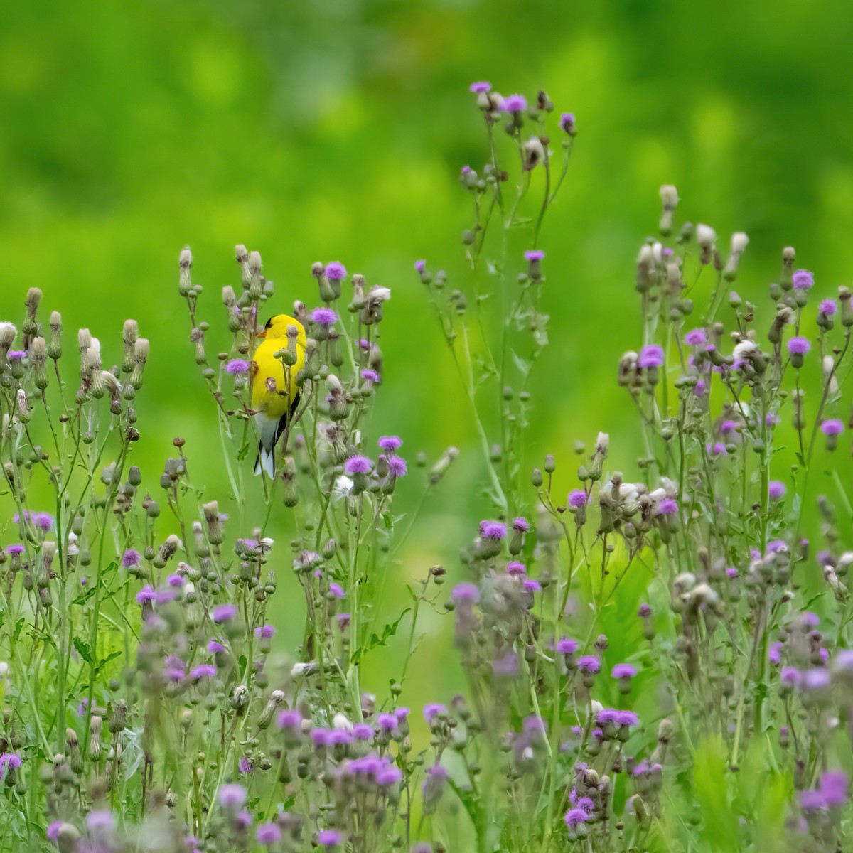 American Goldfinch - ML621106531