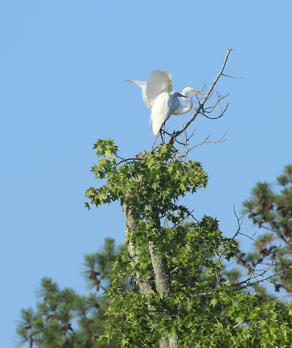Great Egret - ML621106532