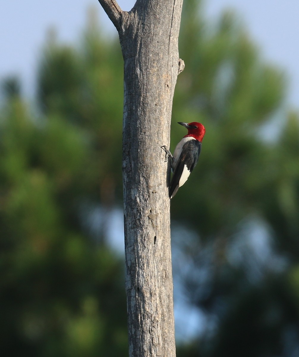 Red-headed Woodpecker - ML621106537