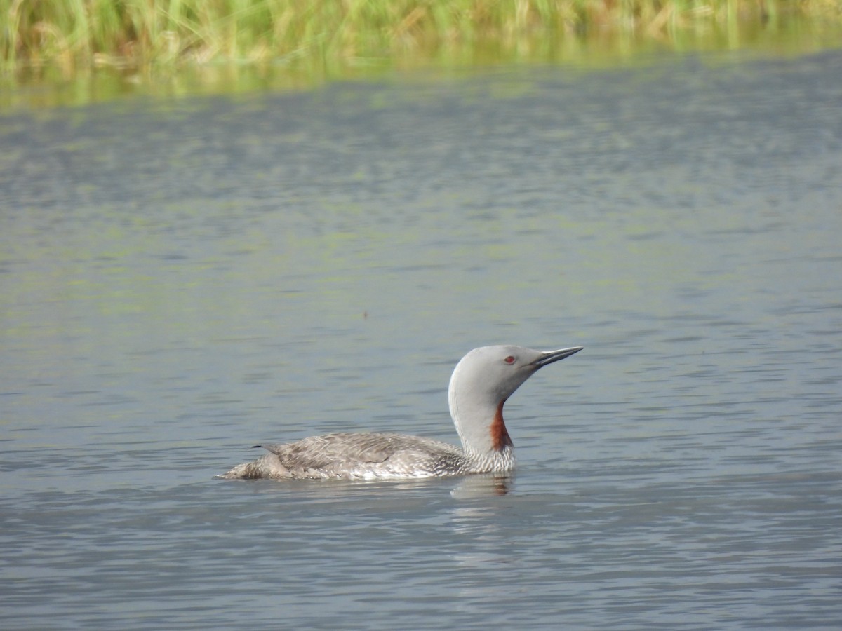 Red-throated Loon - ML621106566