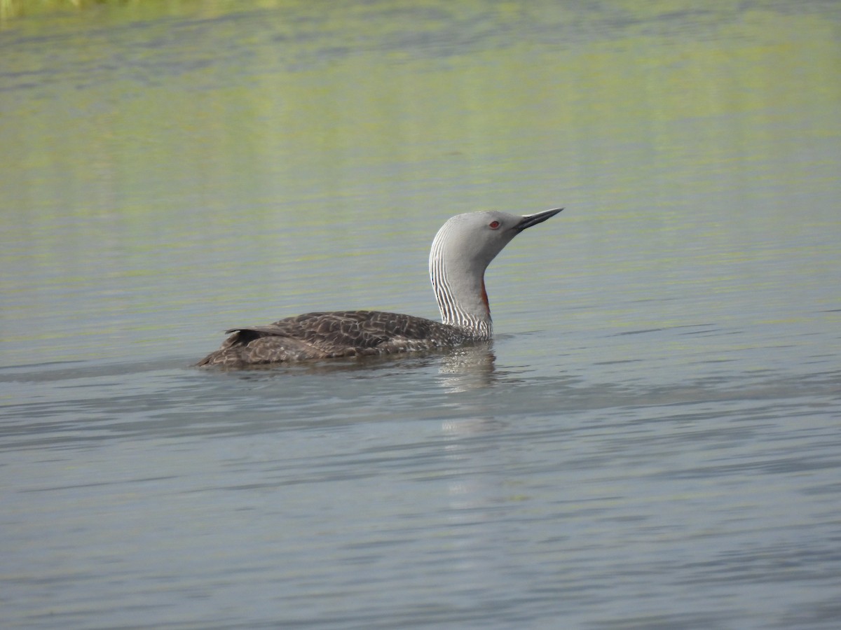 Red-throated Loon - ML621106567