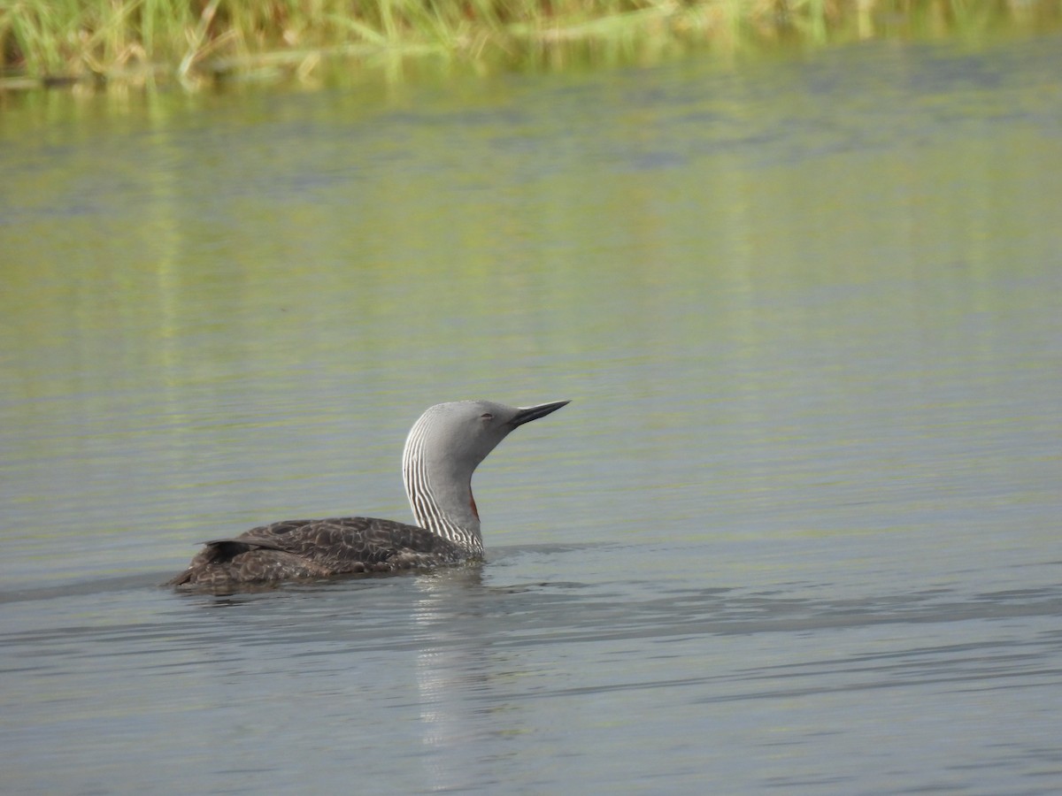 Red-throated Loon - ML621106569