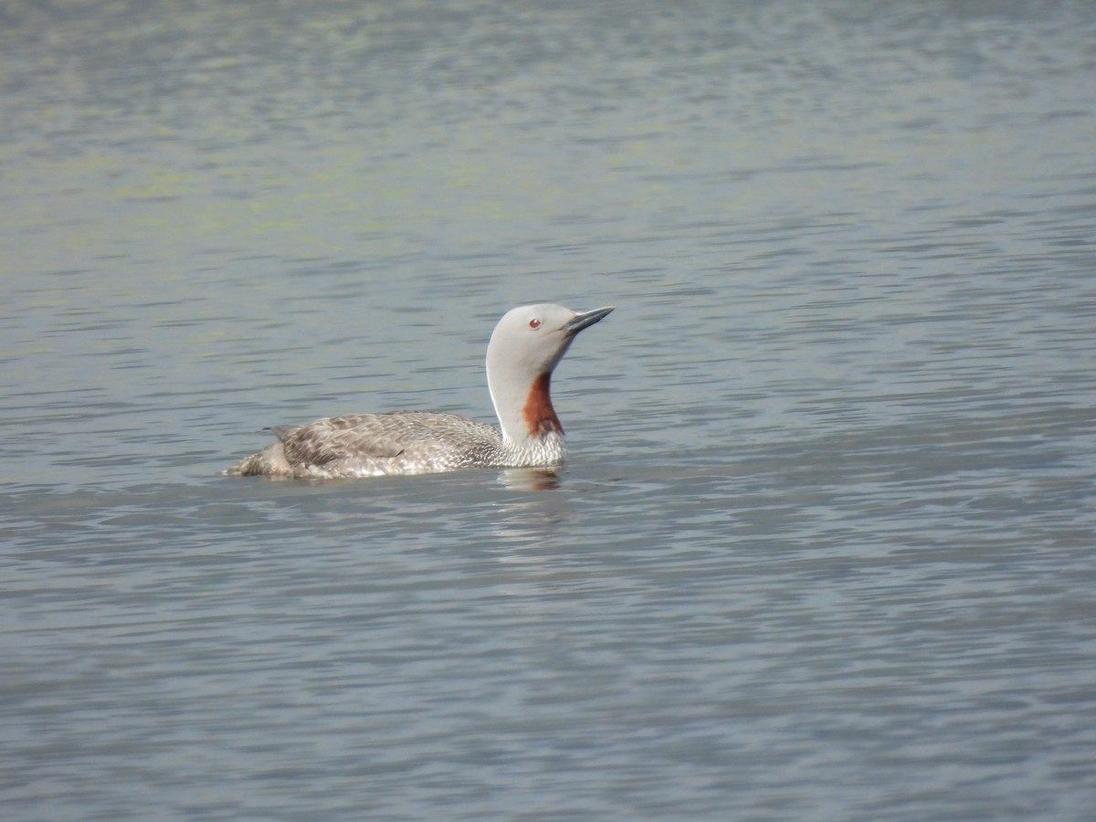 Red-throated Loon - ML621106570