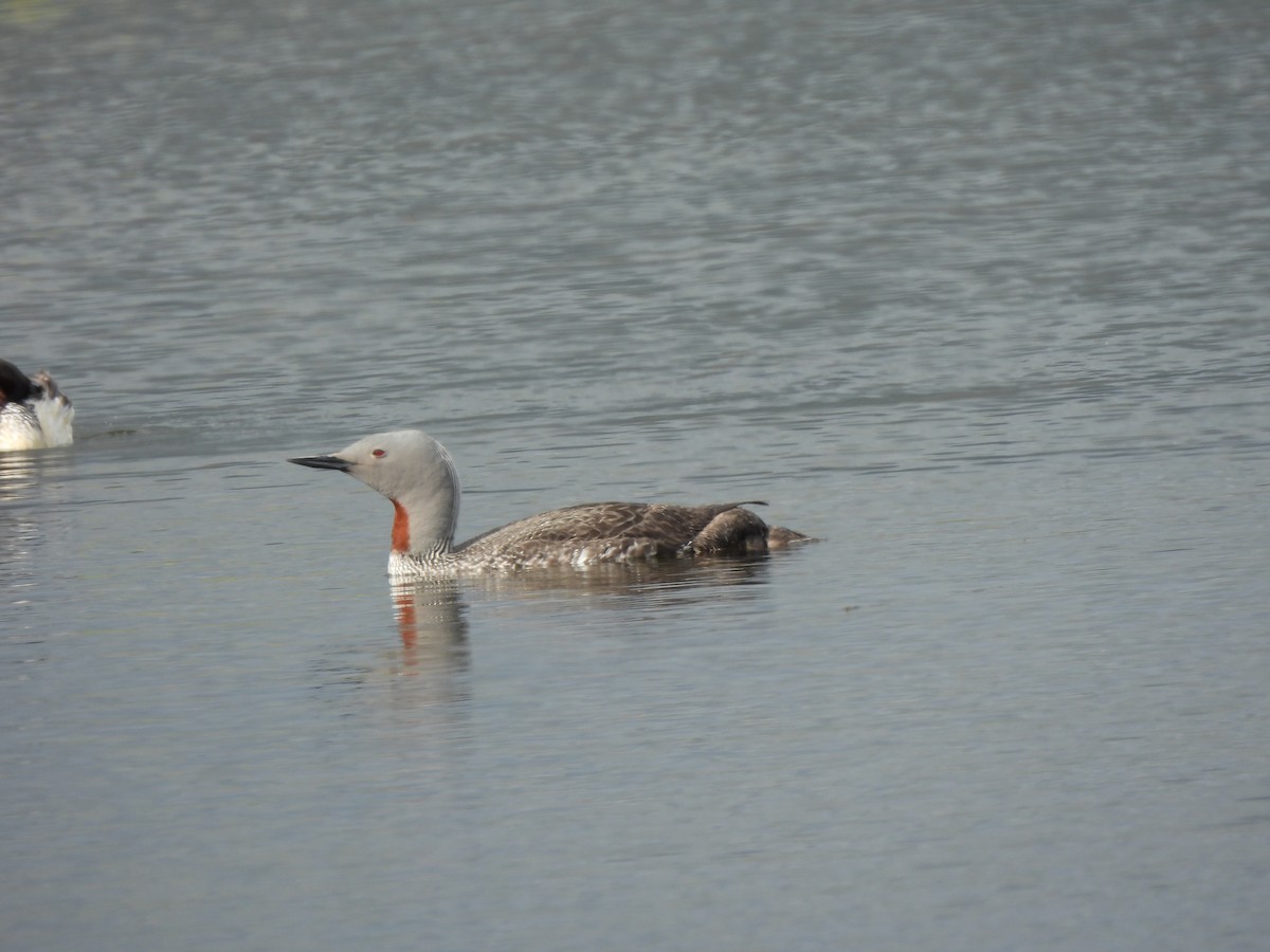 Red-throated Loon - ML621106572