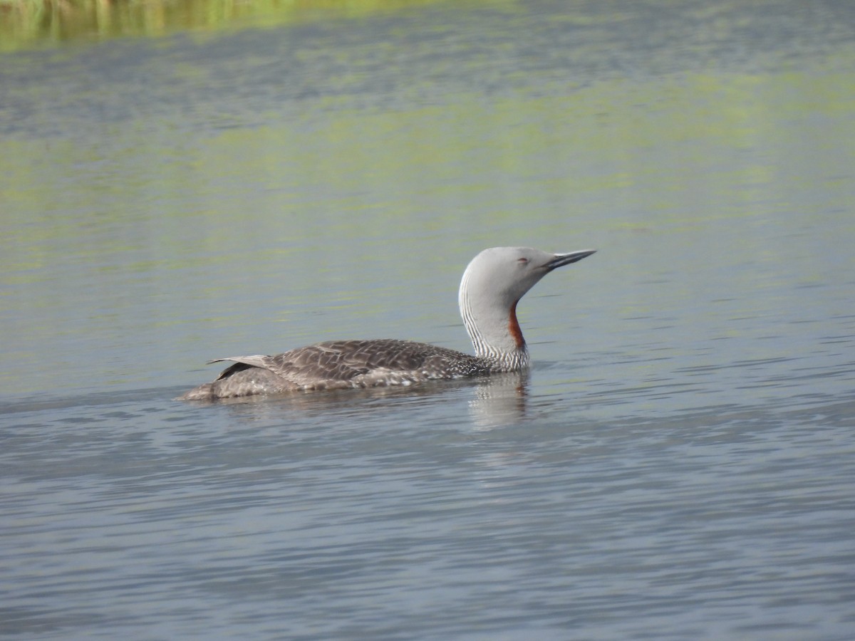 Red-throated Loon - ML621106573