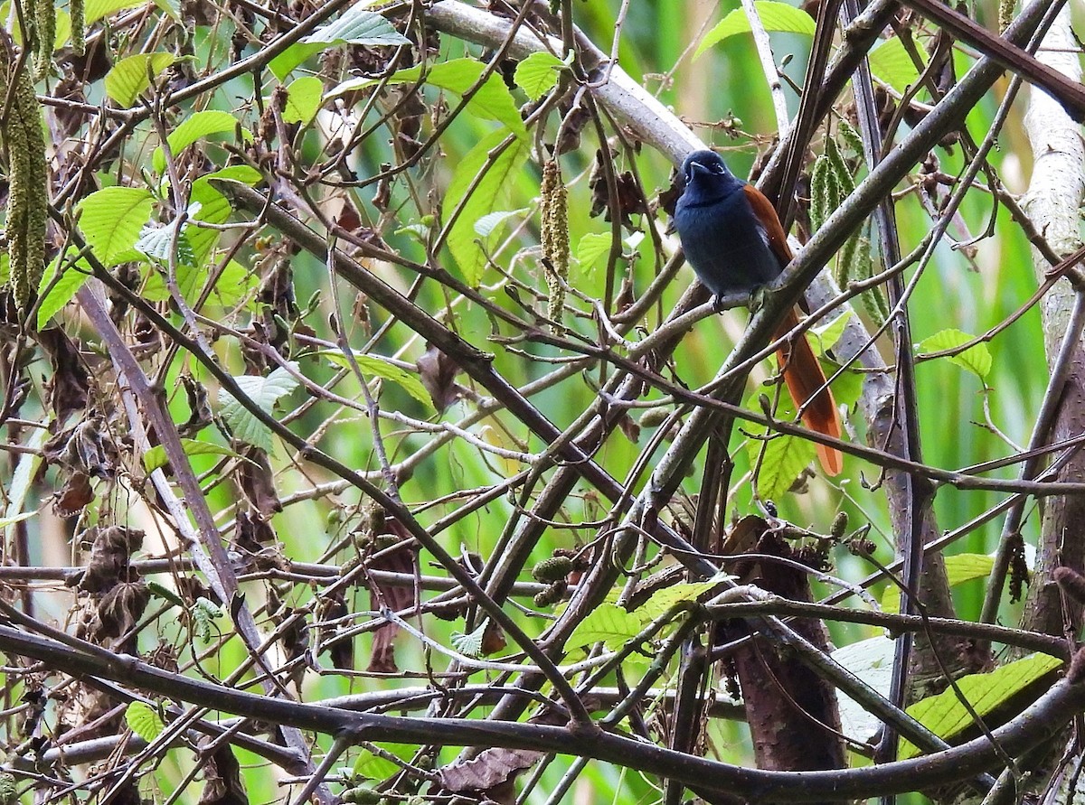 African Paradise-Flycatcher - ML621106574