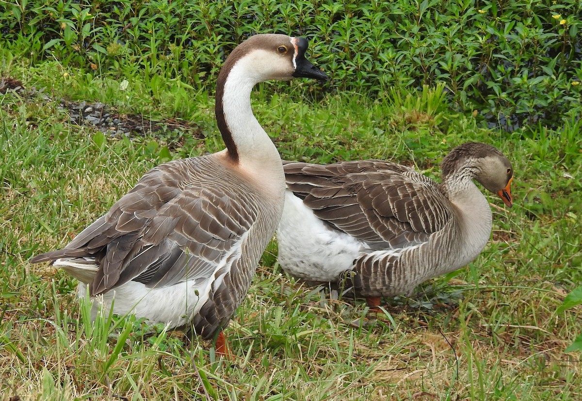 Domestic goose sp. (Domestic type) - ML621106597
