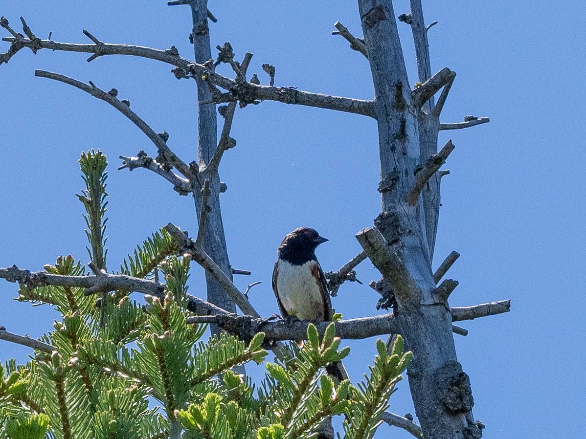Spotted Towhee - ML621106614